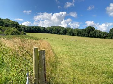 Sheep on the farm.