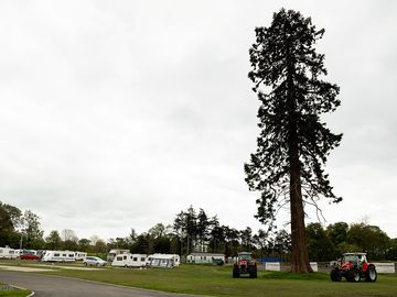 Redwood tree which greets you on arrival at castlewood holiday park