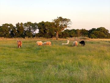 The animals in the field right next to our tent