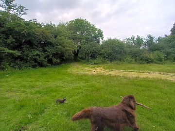 Dog-friendly site