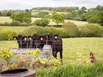 Views from the campsite, over our working farm
