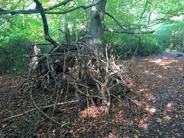 Build your own woodland den