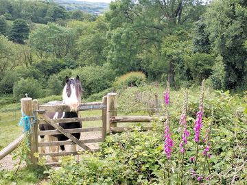 The next-door neighbour