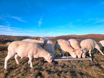Sheep on the farm