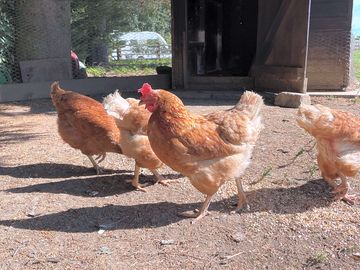 Hens