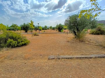 Pitches divided by trees