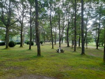 Pitches among the trees