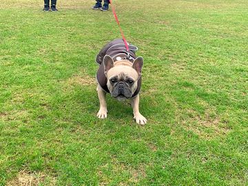 Dog-friendly site