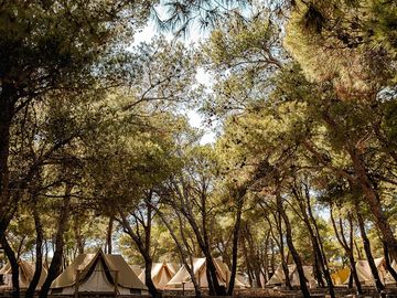 Tents under the trees