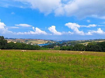 Sheep grazing on the camping field