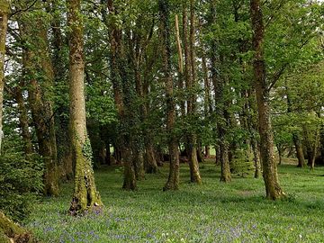 Bluebell-carpeted glades