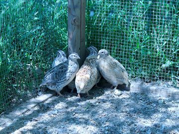 Quail pen