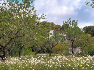 Wildflowers in the camping field