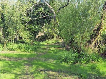 The glade