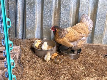 Chick chick chick chick chicken!