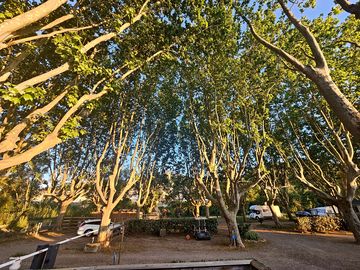 Neatly hedged pitches under trees