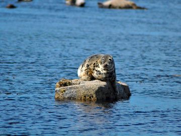 Seals just off the headland