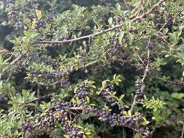 Sloes for making gin