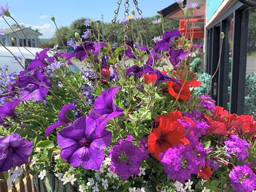 Flowers around the site