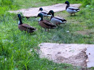 Lakeside ducks