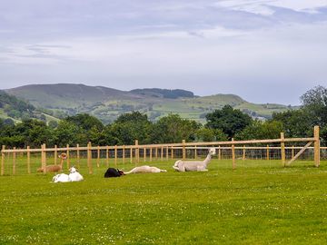 Meet the friendly alpacas and goats