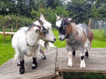 Meet our adorable pygmy goats