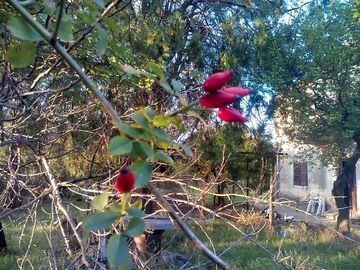 Garden on site