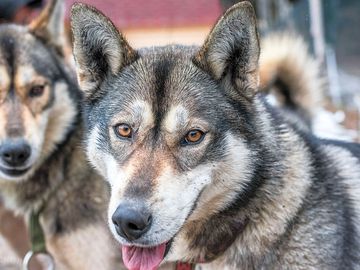Nos huskies