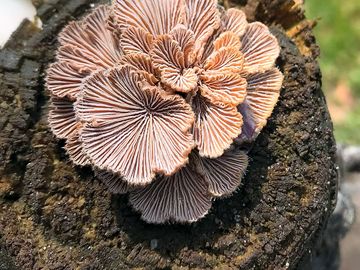 Not a flower, but a fungus. pure, simple beauty.