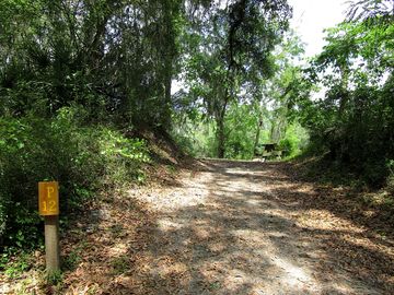 Set your tent up in the woods