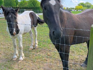 It was lovely to see the horses alongside the campsite