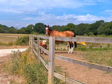 A view of beech farms horses