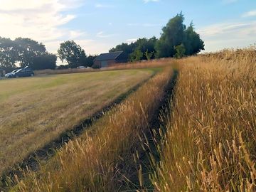 Wild grasses edging the pitching meadow