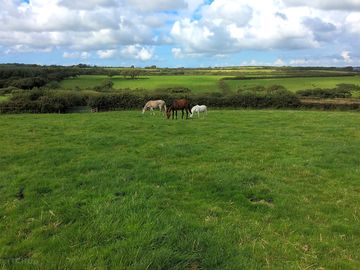 Horses in the field