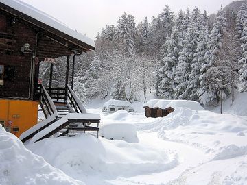 Forest in winter