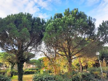 Leafy surroundings
