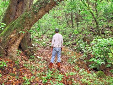 Jungle of yungas