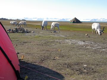Visiting reindeers