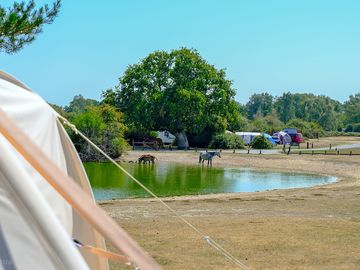 Bell tent view at roundhill
