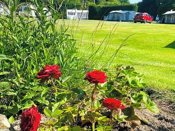 Hardstanding pitches with grass