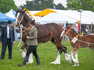 Pickering county show - various activities
