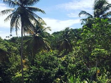 Tropical trees