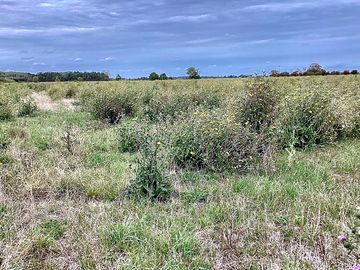 Field view