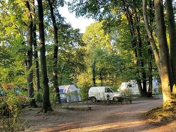 Pitches among the trees