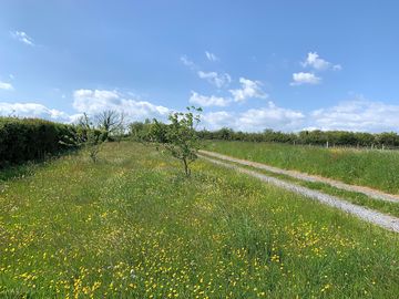 Orchard meadow