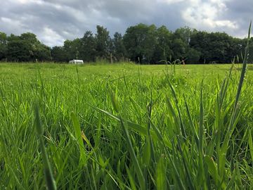 Grassy pitches