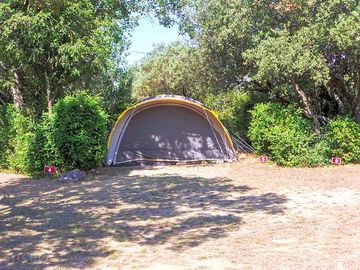 Pitches among the trees