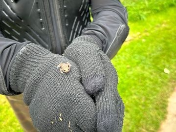 🐸