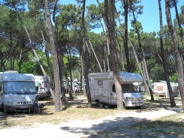 Pitches among the trees