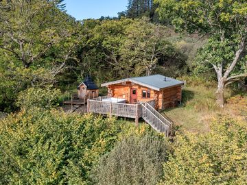 Pine marten set in its woodland glade
